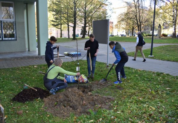 Zobrazit: Ostravské školy získají nové stromy!